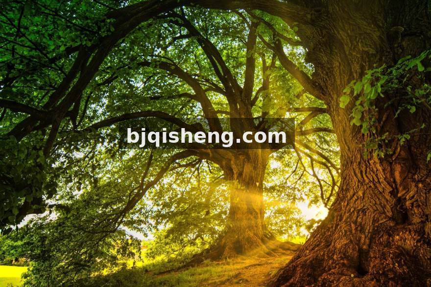 极速电竞游戏攻略服务配图